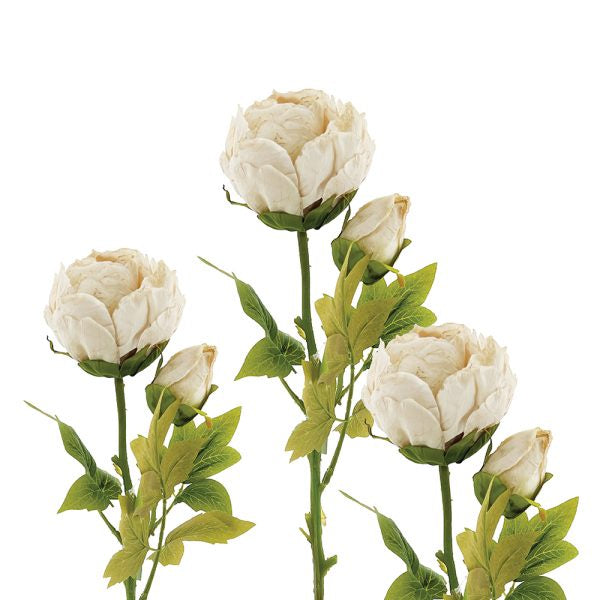 Peony, Off white