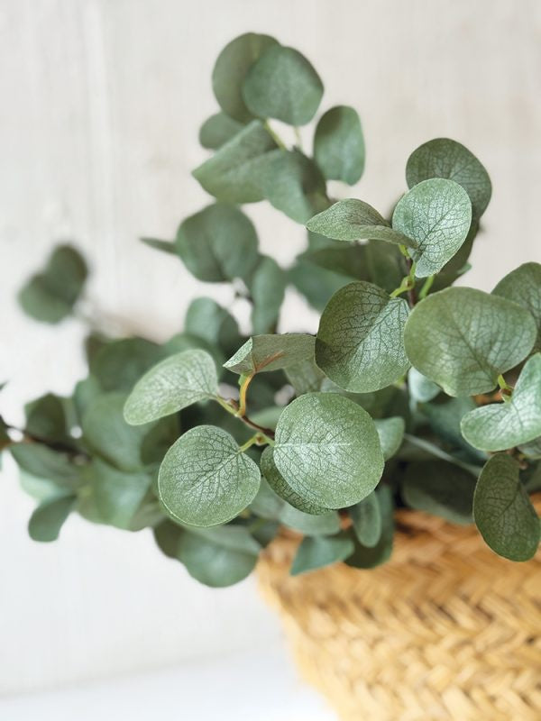 EUCALYPTUS SPRAY CV