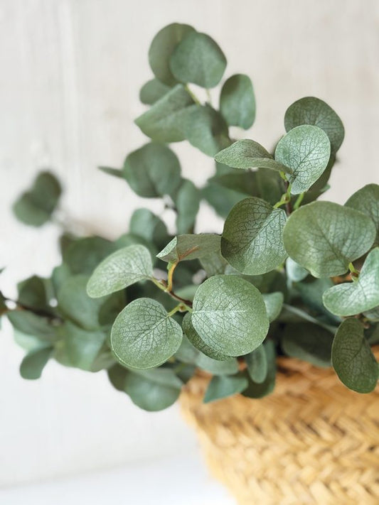 EUCALYPTUS SPRAY CV